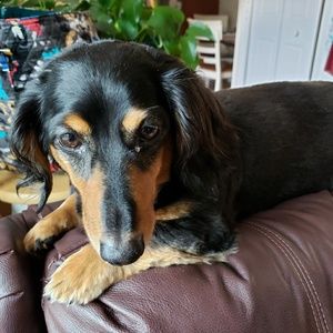 Meet your Posher, Janie